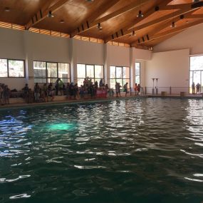 Trabajos de Verano Santo Tomás PAIHUANO 2019